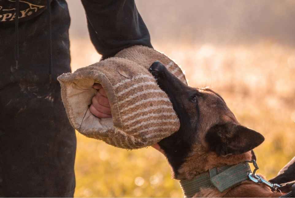 Πώς να ανοίξετε το στόμα ενός σκύλου που δαγκώνει και έχει «κλειδώσει»